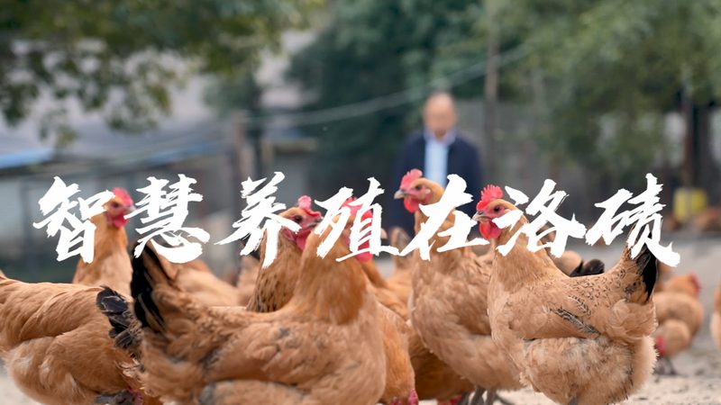 PCR检测试剂盒：揭秘其背后的技术奥秘与应用场景